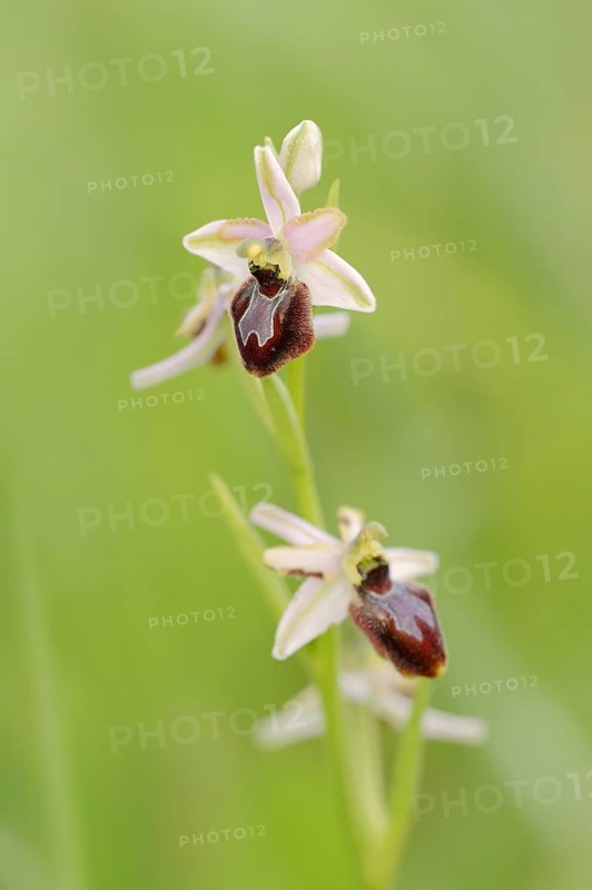 Ragwort in splendour (Ophrys splendida), flowers, Provence, southern France