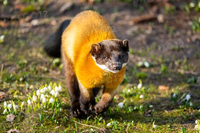 Yellow-throated marten (Martes flavigula) in a forest, captive, Germany
