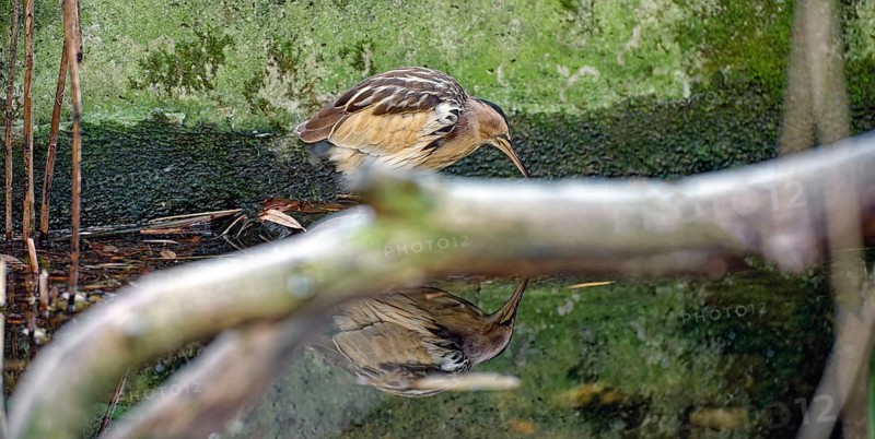 Little bittern (Botaurus minutus), reflected in the water, side view, captive, Alpenzoo Innsbruck, Tyrol, Austria