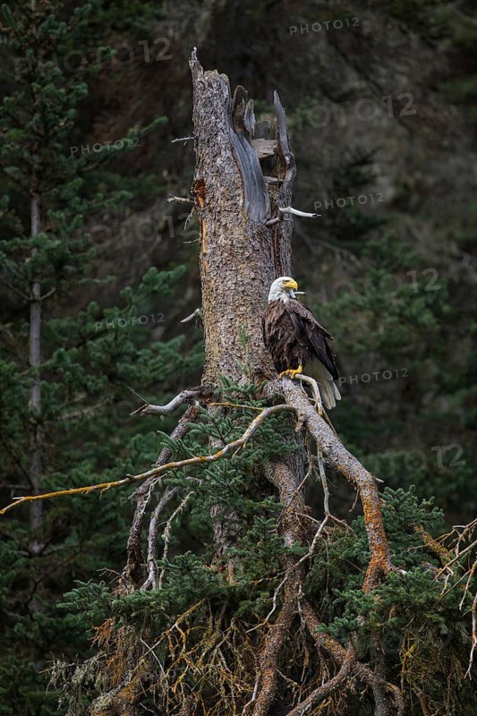 Bald Eagle (Haliaeetus leucocephalus), British Columbia, Canada