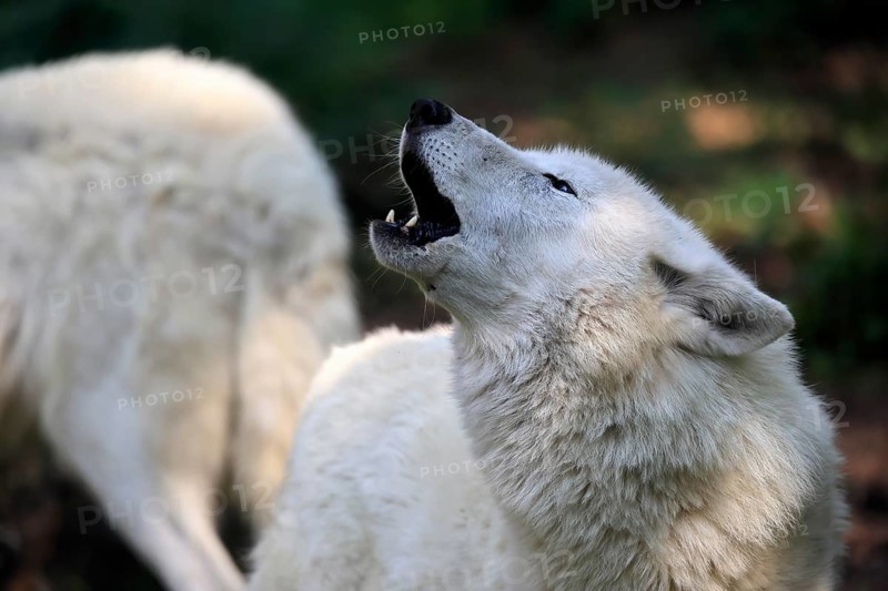 Arctic wolf (Canis lupus arctos), white wolf, Arctic wolf, adult, howling, in summer, captive, Canada, North America