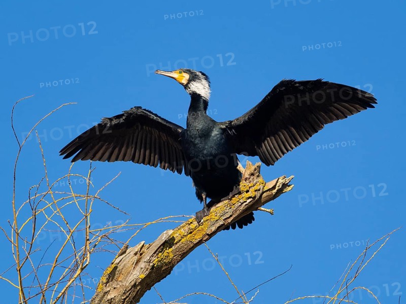 Common Cormorant (Phalacrocorax carbo), adult male in breeding plumage, perched on a dead tree branch with outstretched wings to dry its plumage after fishing, Hesse, Germany