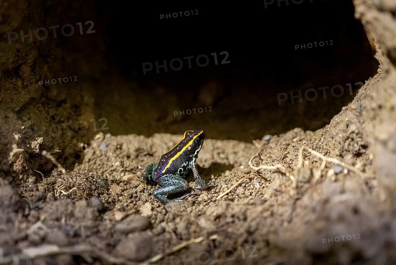 Golfodulcean poison frog (Phyllobates vittatus), sitting in a burrow, Corcovado National Park, Osa, Puntarena Province, Costa Rica