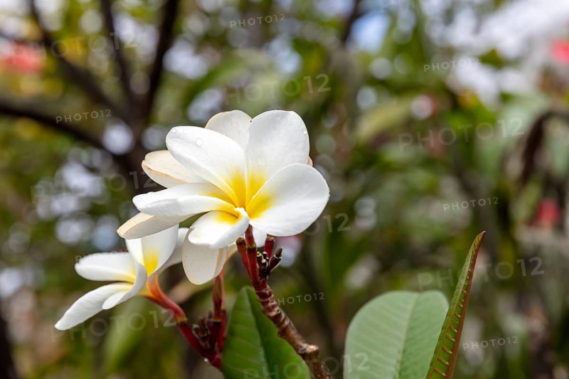 White frangipani (Plumeria pudica), San Cristobal, Galapagos, Ecuador
