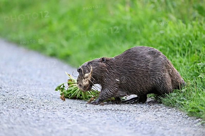 European beavers (Castor fiber), walking along a field path with a turnip in its mouth, Freiamt, Canton Aargau, Switzerland