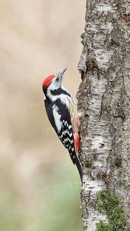 Middle spotted woodpecker (Dendrocopos medius) foraging on the trunk of a grey birch (Betula populifolia), North Rhine-Westphalia, Germany