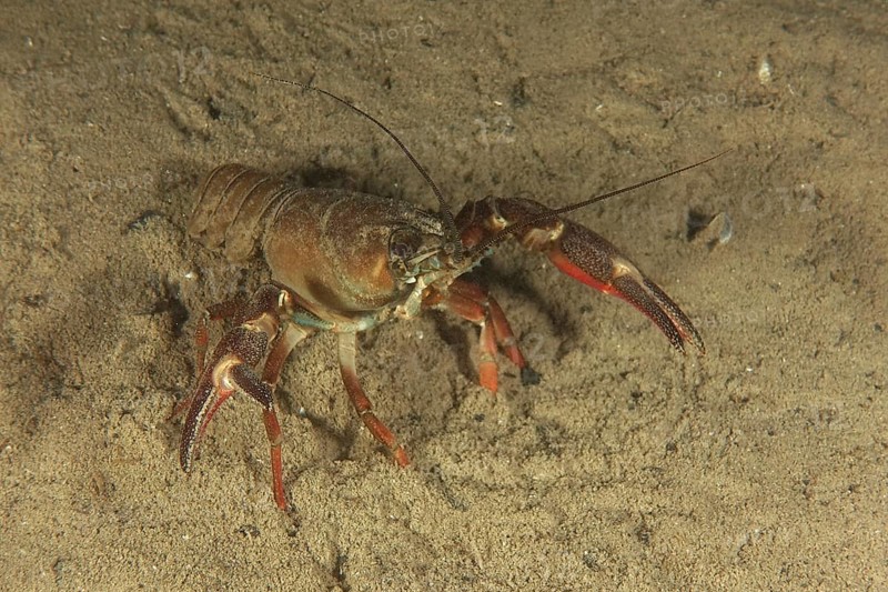 Signal crayfish (Pacifastacus leniusculus), American crayfish, invasive species, with red claws on a sandy substrate, solitary. Dive site Ermitage, Küsnacht, Lake Zurich, Canton Zurich, Switzerland