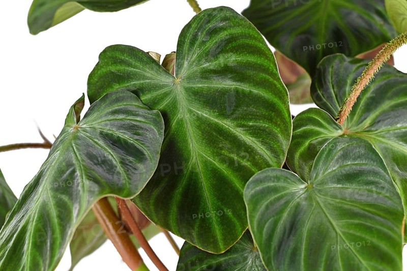 Velvet leaf of tropical 'Philodendron Verrucosum' houseplant on white background