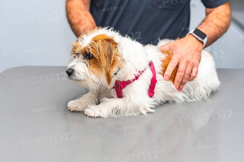Veterinarian palpates a jack russell terrier lying on a metal table during a medical examination