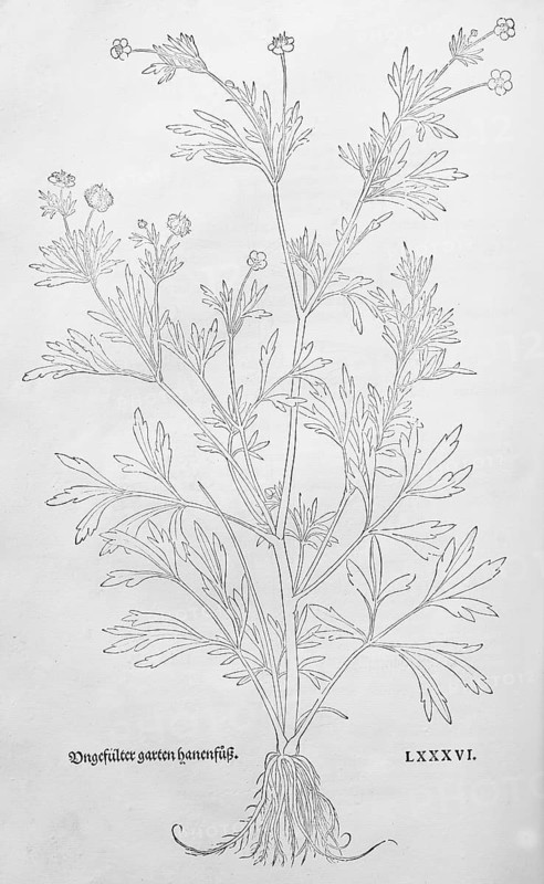 Field buttercup (Ranunculus arvensis), woodcut by Leonhart Fuchs, from New Kreüterbuch, neues Kräuterbuch, Michael Isingrin, Basel, Switzerland, 1543