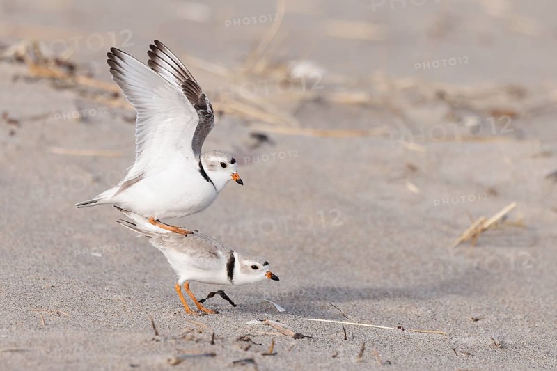 Piping Plover (Charadrius melodus) pair mating on beach, Massachusetts, USA