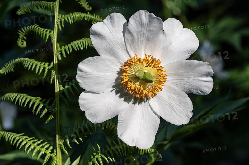 Peony (Paeonia emodi), Emsland, Lower Saxony, Germany
