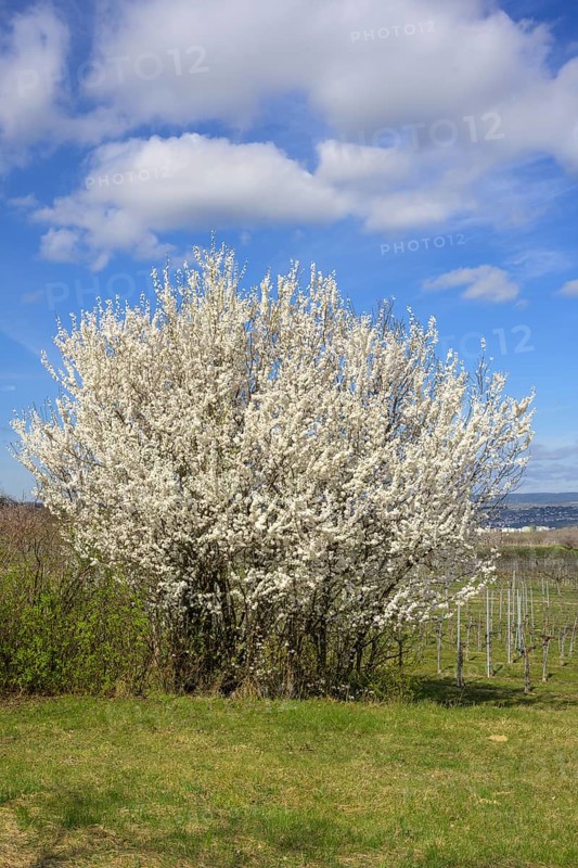 Magnificently flowering blackthorn (Prunus spinosa), Paudorf, Lower Austria, Austria