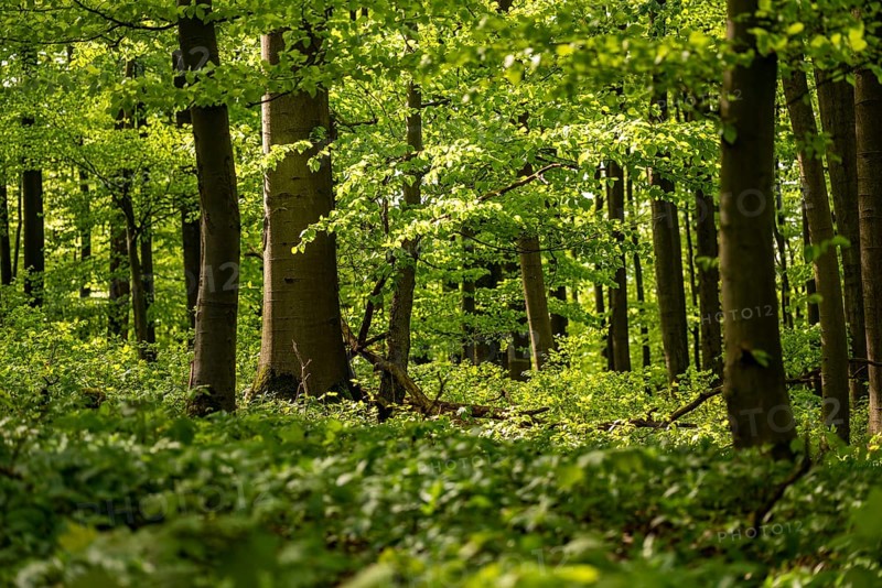 Dense green beech forest with sunlight falling through the canopy, Bad Pyrmont, Lower Saxony, Germany