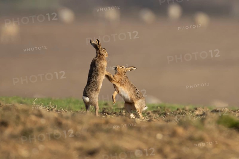 European brown hare (Lepus europaeus) two adult animal hares boxing in a farmland cereal field in spring, England, United Kingdom