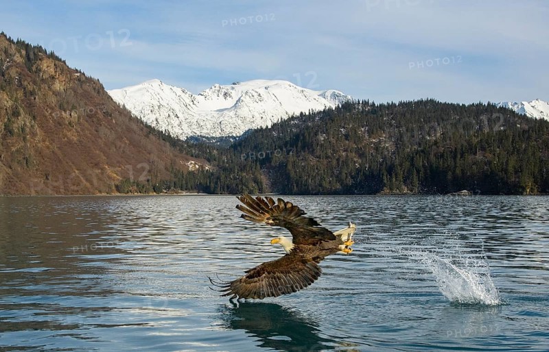 Bald Eagle (Haliaeetus leucocephalus) with fish in claws, Alaska, USA