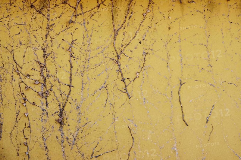 Yellow house wall with traces of ivy, Germany