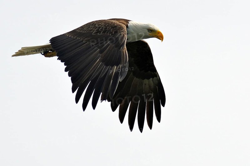 A bald eagle spreads its wings and flies through the air, National Park, Khutzeymateen Grizzly Bear Sanctuary, Prince Rupert, British Columbia, Canada, North America