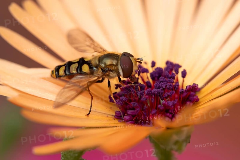 Common hoverfly (Eupeodes corollae) adult insect feeding on a garden daisy flower in summer, England, United Kingdom