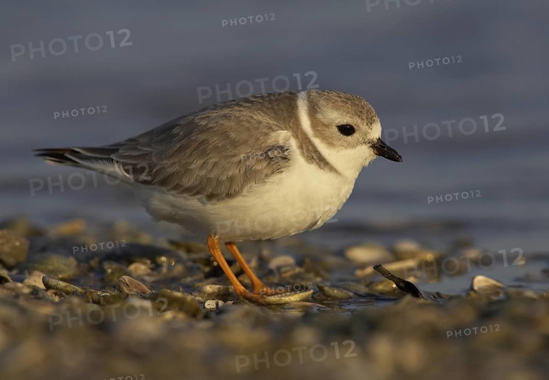 Piping Plover (Charadrius melodus), Florida, USA