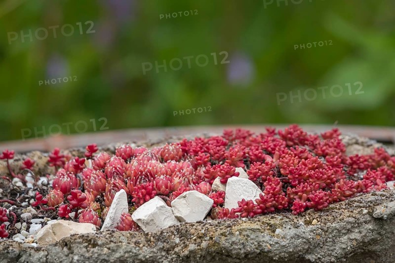 Flower bowl with stonecrop, sedum, Münsterland, North Rhine-Westphalia, Germany