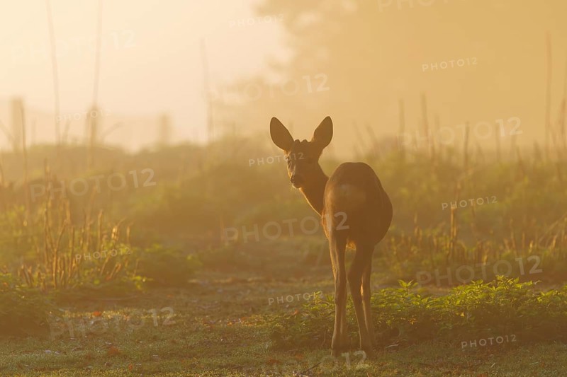 A young male roe deer (Capreolus capreolus) stands on a green meadow against the light at sunrise in a light morning mist