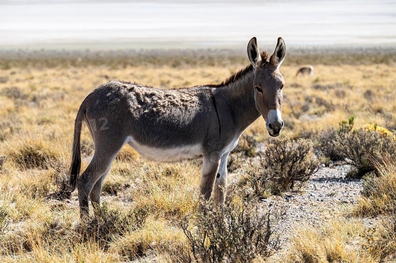 Domestic donkey (Equus asinus asinus), Laguna Blanca, Catamarca Province, Argentinien