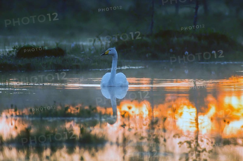 Whooper swan. Cygnus cygnus. Whooper swan resting on a lake at midnight. Kuusamo area. Finland