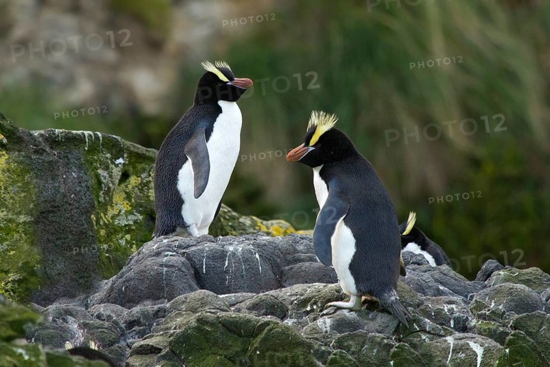 Erect-crested Penguin (Eudyptes sclateri), Antipodes Island, New Zealand