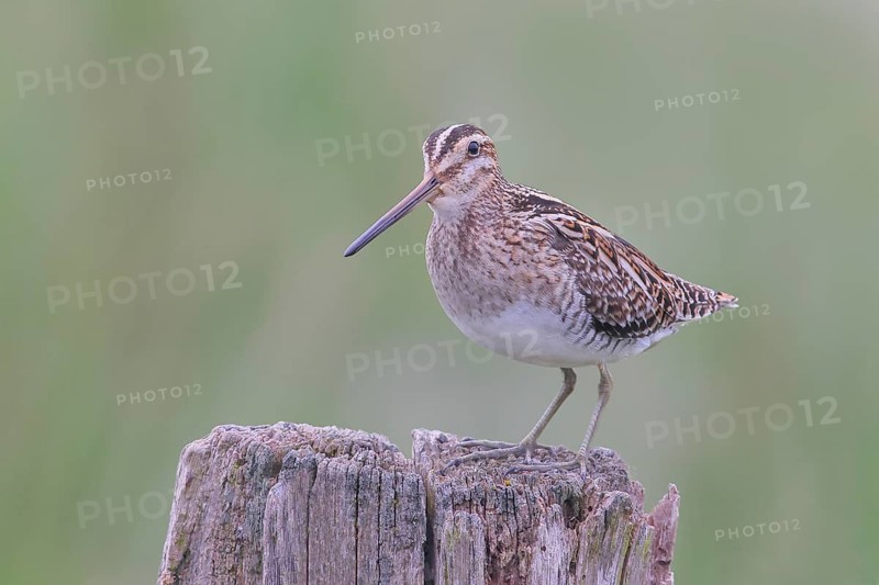 Snipe (Gallinago gallinago), standing on a wooden fence post, snipe birds, wildlife, nature photography, Ochsenmoor, Naturpark Dümmer See, Hüde, Lower Saxony, Germany