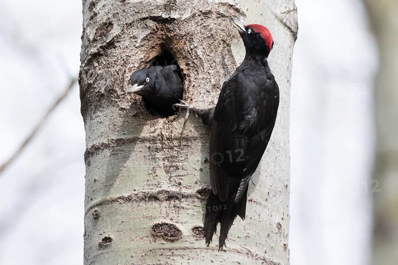 Black Woodpecker (Dryocopus martius) male at nesting hole with chick, Poland
