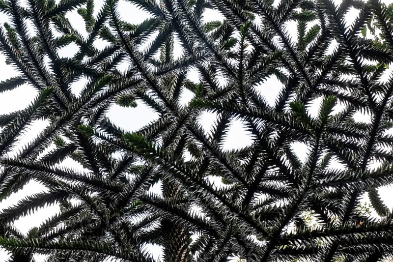 Branches of a monkey puzzle tree (Araucaria araucana), Inverewe Gardens, Poolewe, Loch Ewe, Highlands, Highlands, Scotland, Great Britain