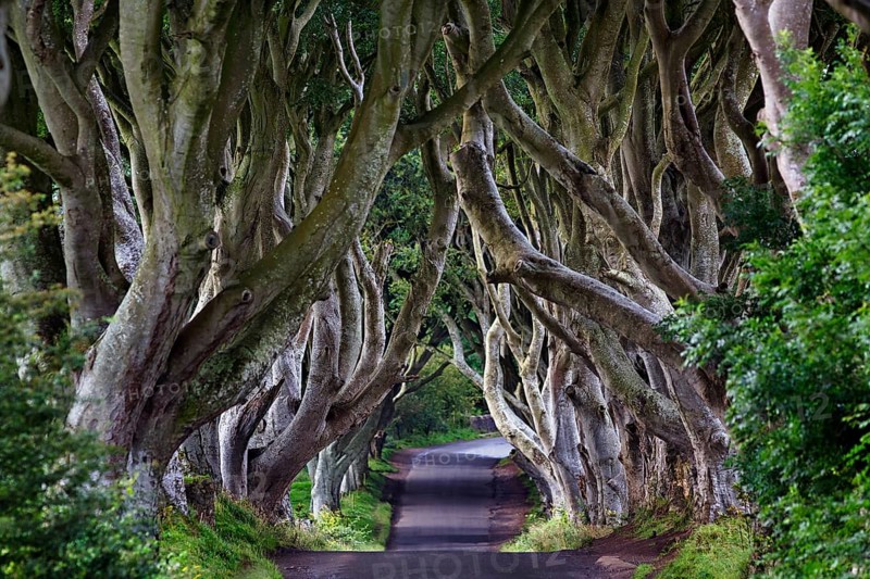 Famous beech avenue, The Dark Hedges, lonely tunnel avenue, film set, film location for Game of Thrones, morning light, Ballymoney, County Antrim, Northern Ireland, Great Britain