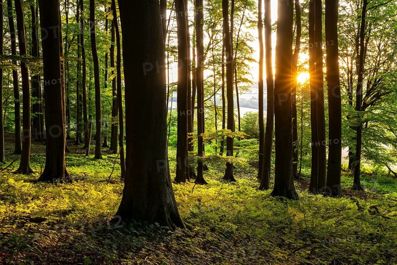 The sun sets between the trees of an idyllic beech forest and creates a picturesque light atmosphere, Bad Pyrmont, Lower Saxony, Germany
