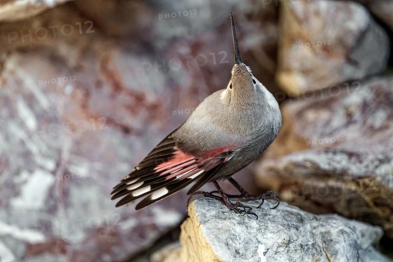 Wallcreeper (Tichodroma muraria), standing on rocks, captive, Alpenzoo Innsbruck, Tyrol, Austria