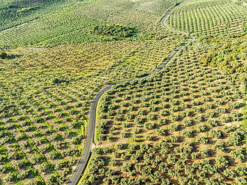 Fields of olive trees, trees planted in rows, aerial view, near village Cabra, Andalusia, Spain