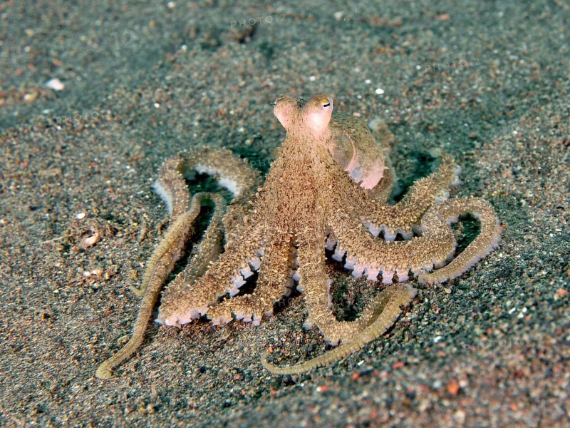 Marbled octopus (Amphioctopus aegina) with tentacles on the seabed, dive site Puri Jati, Umeanyar, Bali, Indonesia