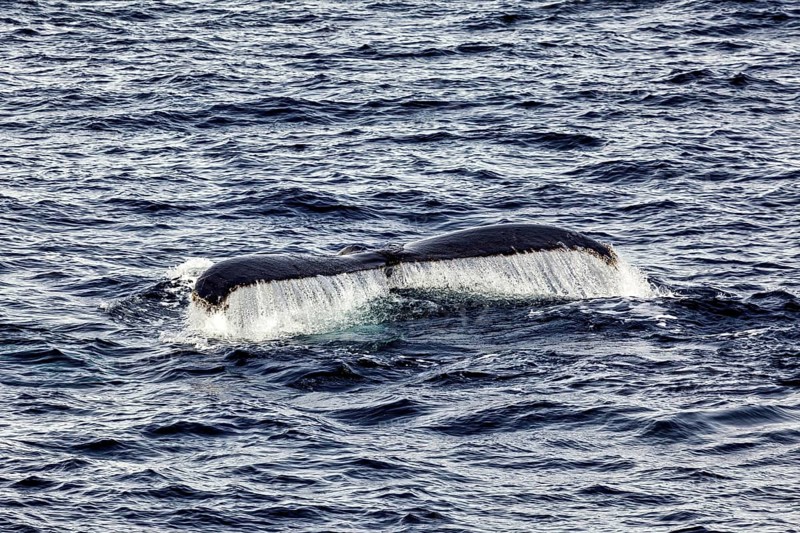 Humpback whale fin with water jets in the open, blue sea, The fluke of a diving humpback whale in the Antarctic (Megaptera novaeangliae)