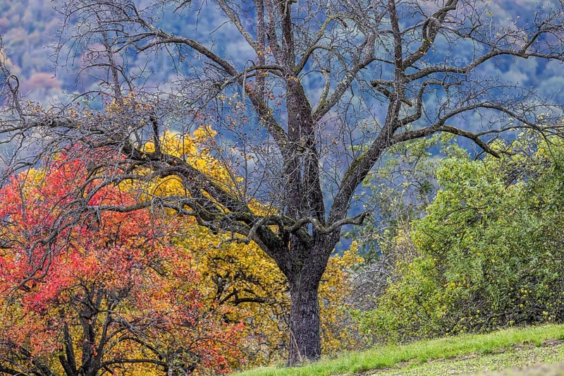 Autumn in the Swabian Alb, fruit trees in a meadow orchard with colourful leaves. Landscape near Eningen unter Achalm, Baden-Württemberg, Germany