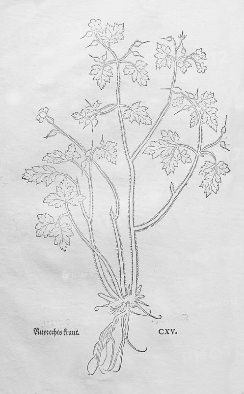 Ruprechtskraut, stinking cranesbill (Geranium robertianum), woodcut by Leonhart Fuchs, from New Kreüterbuch, neues Kräuterbuch, Michael Isingrin, Basel, Switzerland, 1543