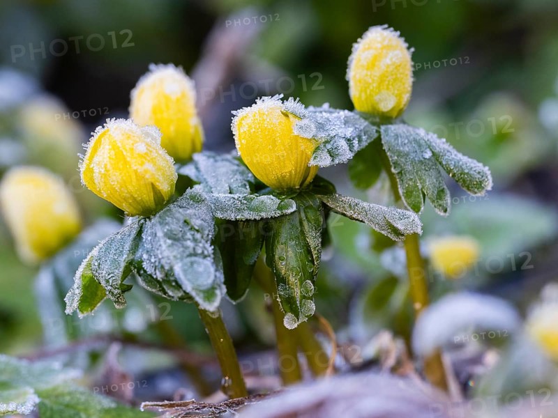 Winter Aconite (Erauthis hyemalis), flowers covered with frost, Hesse, Germany