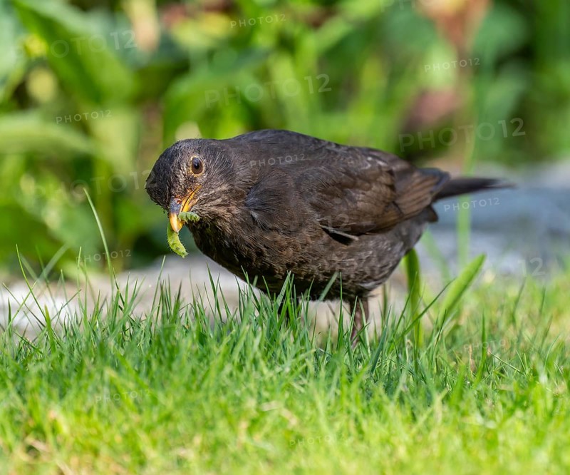 Blackbird (Turdus merula), female foraging on a lawn, Lower Saxony, Germany