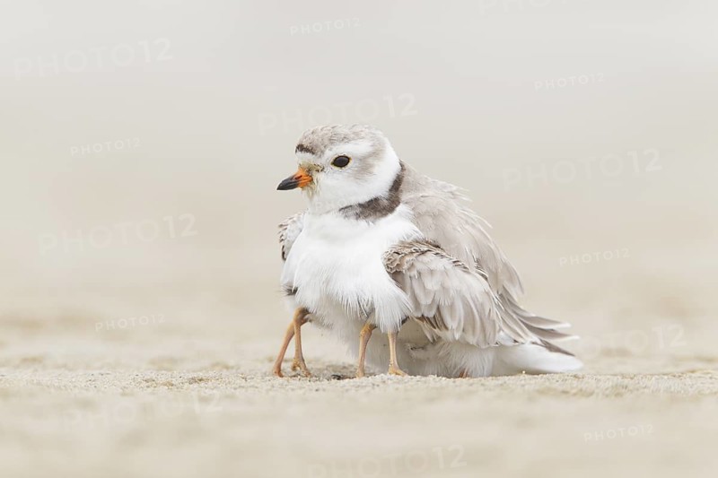 Piping Plover (Charadrius melodus) with chicks, Massachusetts, USA