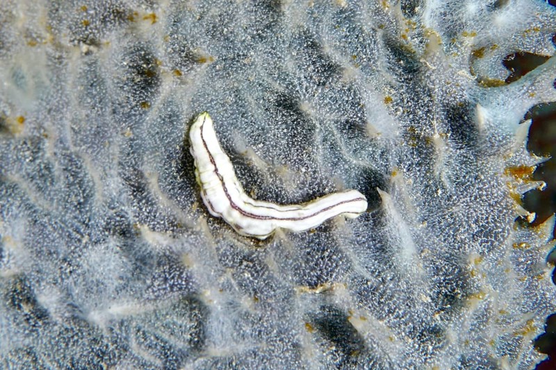 White Feather mouth sea cucumber (Synapta maculata), juvenile, lying on undulating substrate, dive site Coral Garden, Menjangan, Bali, Indonesia