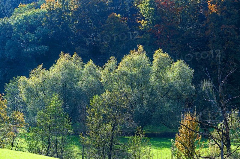 Wicker (Salix viminalis) in autumn, Franconia, Bavaria, Germany