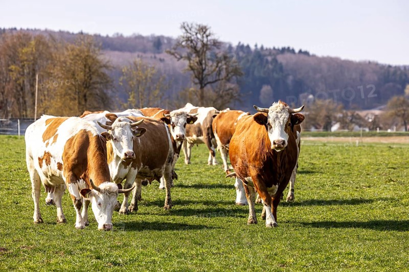 Dairy cows in a rural setting on a pasture in the Swabian Alb. Weidenstetten, Baden-Württemberg, Germany