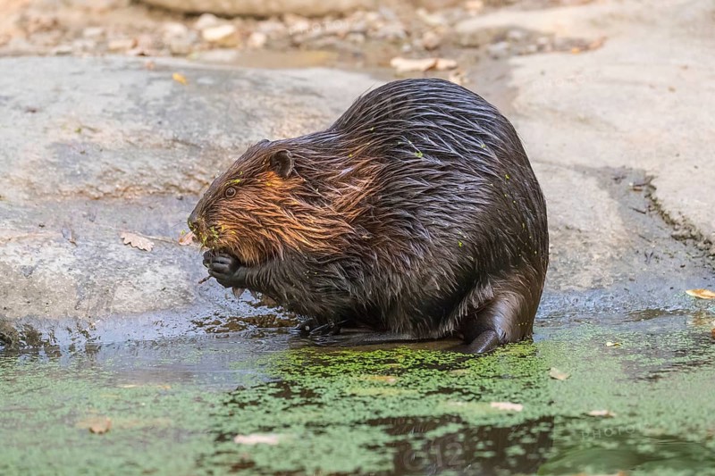 One North American beaver or Canadian beaver, Castor canadensis, sitting ashore gnawing on a twig