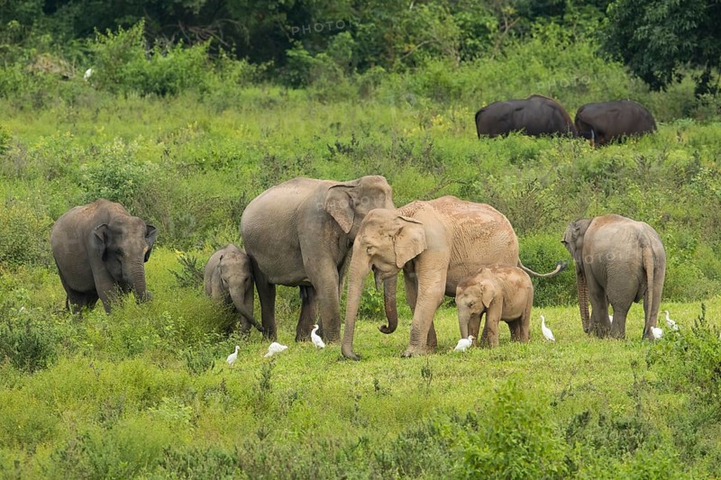 Indian elephants (Elephas maximus indicus) and gaur (Bos gaurus), Khiri Khan, Hua Hin, Kui Buri National Park, Thailand