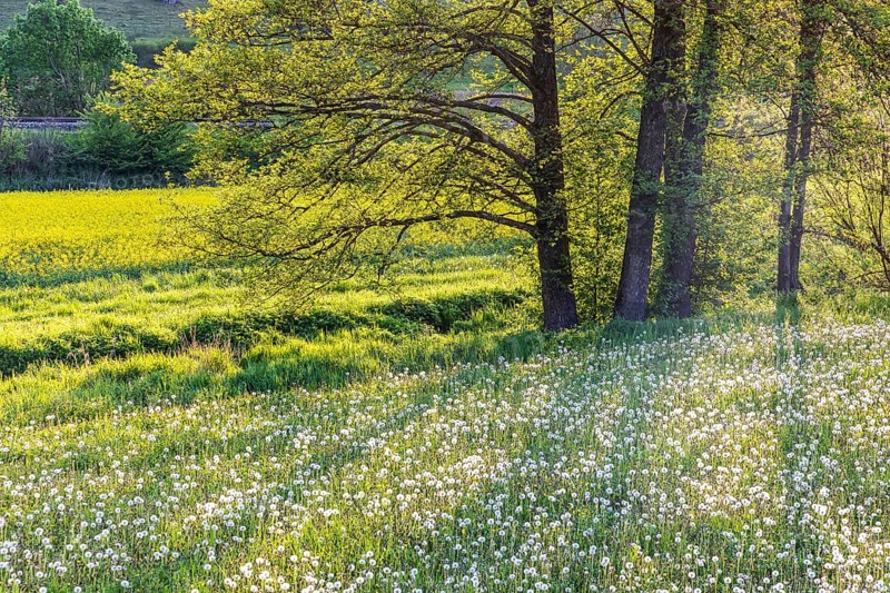 Landscape with flower meadow on the Swabian Alb in spring near Lonsee. Lonsee, Baden-Württemberg, Germany