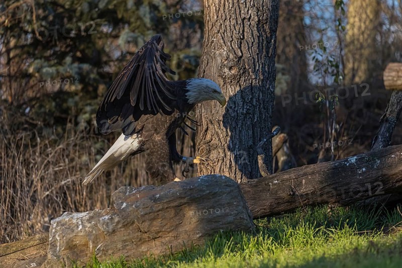 One Bald Eagle, Haliaeetus leucocephalus, standing on a log. A forest in the background